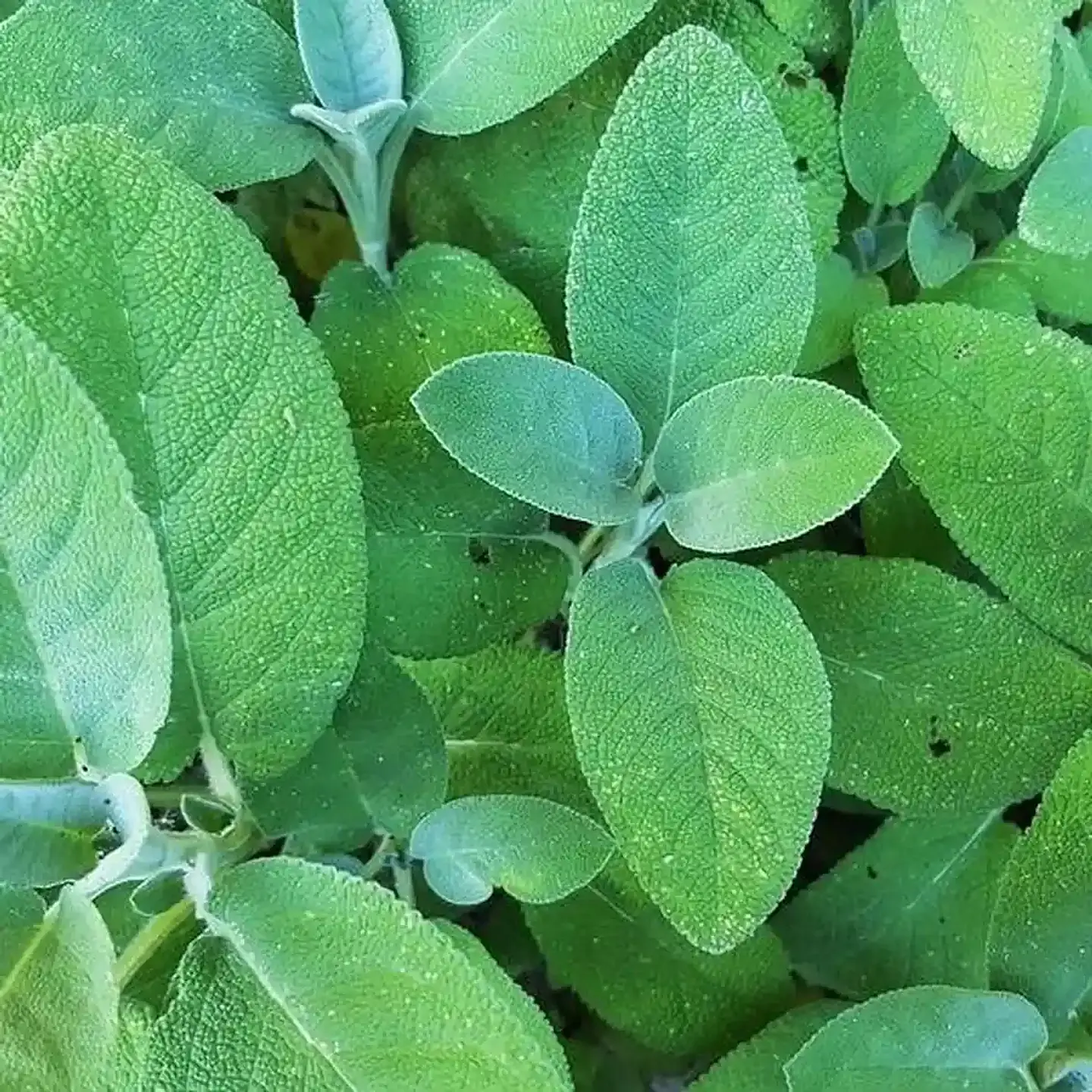 Semillas de Hierbas Aromáticas 20