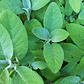 Semillas de Hierbas Aromáticas - Miniatura 20