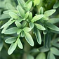 Semillas de Hierbas Aromáticas - Miniatura 21
