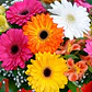 Semillas de Flores para Maceteros y Bordes - Miniatura 19