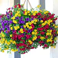 Semillas de Flores para Maceteros y Bordes - Miniatura 20
