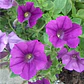 Semillas de Flores para Maceteros y Bordes - Miniatura 22
