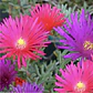 Semillas de Flores para Maceteros y Bordes - Miniatura 24