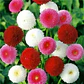 Semillas de Flores para Maceteros y Bordes - Miniatura 25