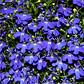 Semillas de Flores para Maceteros y Bordes - Miniatura 28