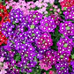 Semillas de Flores para Maceteros y Bordes - Miniatura 29