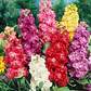 Semillas de Flores para Jardín, Corte y Trepadoras - Miniatura 36
