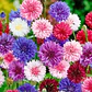 Semillas de Flores para Jardín, Corte y Trepadoras - Miniatura 38