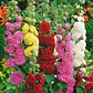 Semillas de Flores para Jardín, Corte y Trepadoras - Miniatura 39