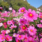Semillas de Flores para Jardín, Corte y Trepadoras - Miniatura 43