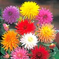 Semillas de Flores para Jardín, Corte y Trepadoras - Miniatura 44