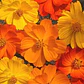 Semillas de Flores para Jardín, Corte y Trepadoras - Miniatura 45