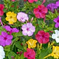 Semillas de Flores para Jardín, Corte y Trepadoras - Miniatura 46