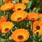 Semillas de Flores para Jardín, Corte y Trepadoras - Miniatura 47