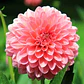 Semillas de Flores para Jardín, Corte y Trepadoras - Miniatura 48