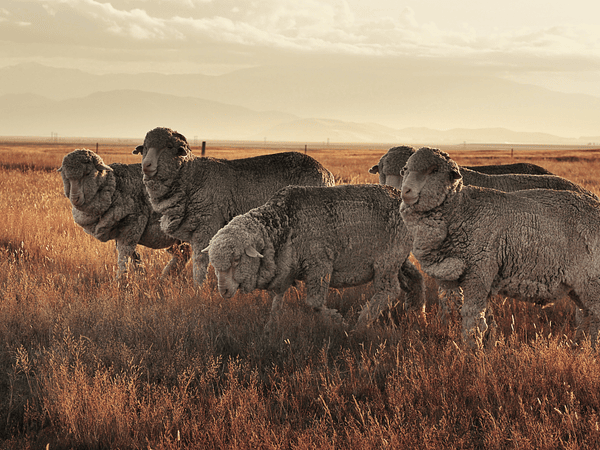 Lã, a fibra técnica mais natural do mundo