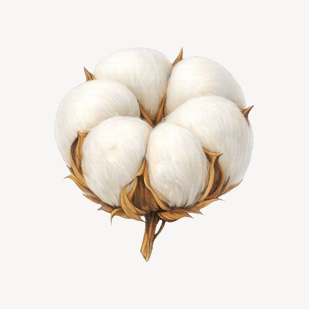 Scheepjes Organicon - the 100% organic cotton skein