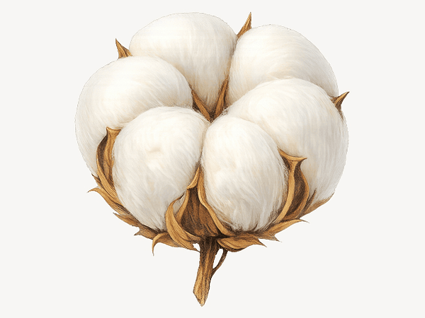 Scheepjes Organicon - la madeja de algodón 100% orgánico