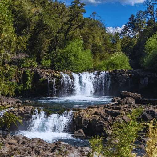 Acceso Portal la Leona