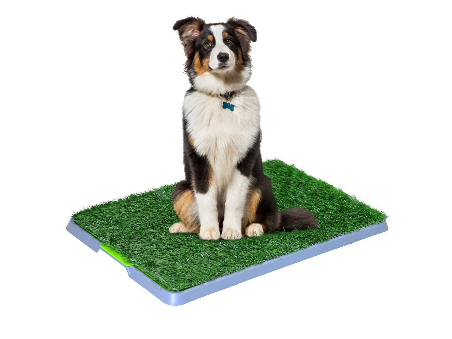 Baño Ecológico Para Mascotas Perros Potty 43x68 cm 1