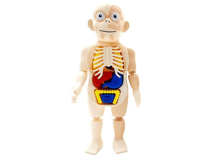 Juguete Rompecabezas Anatomía del Cuerpo Humano 55706 1