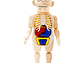 Juguete Rompecabezas Anatomía del Cuerpo Humano 55706 - Miniatura 1