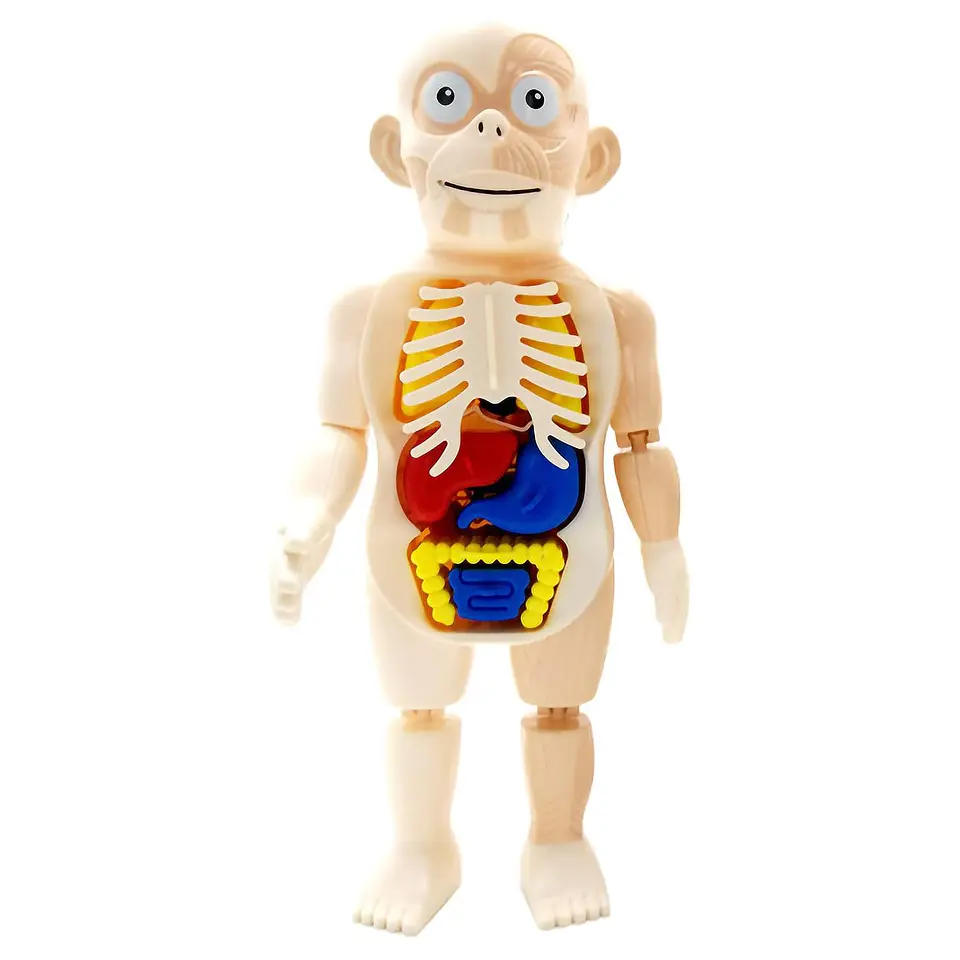 Juguete Rompecabezas Anatomía del Cuerpo Humano 55706 1
