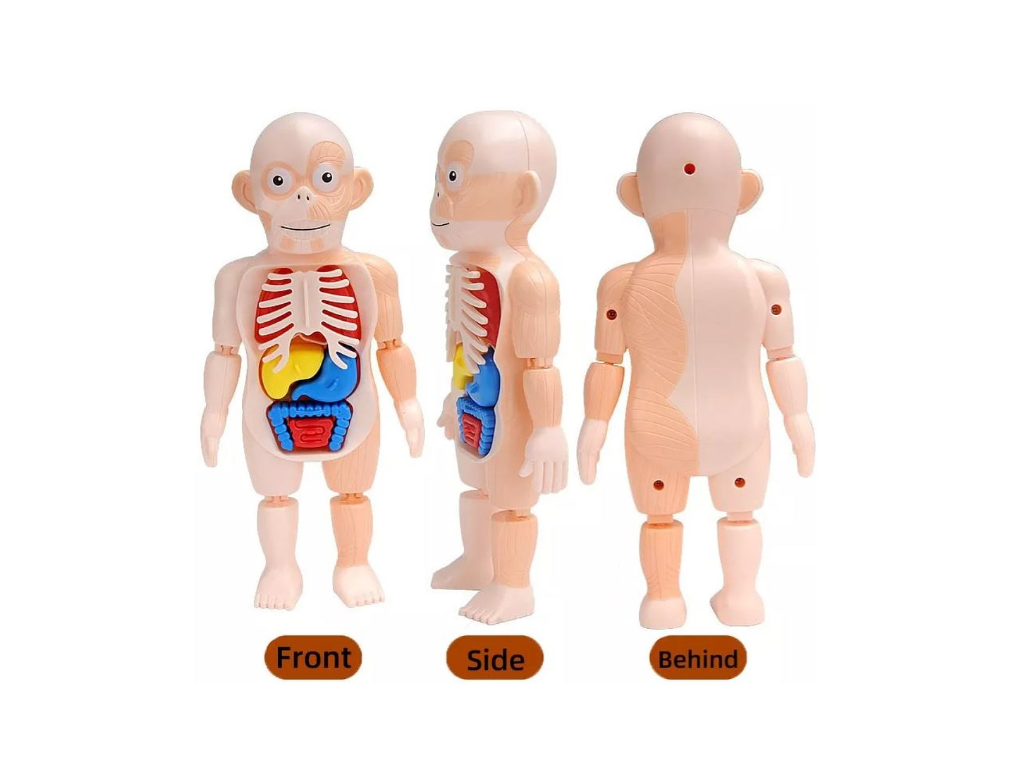 Juguete Rompecabezas Anatomía del Cuerpo Humano 55706 2