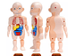 Juguete Rompecabezas Anatomía del Cuerpo Humano 55706 - Miniatura 2