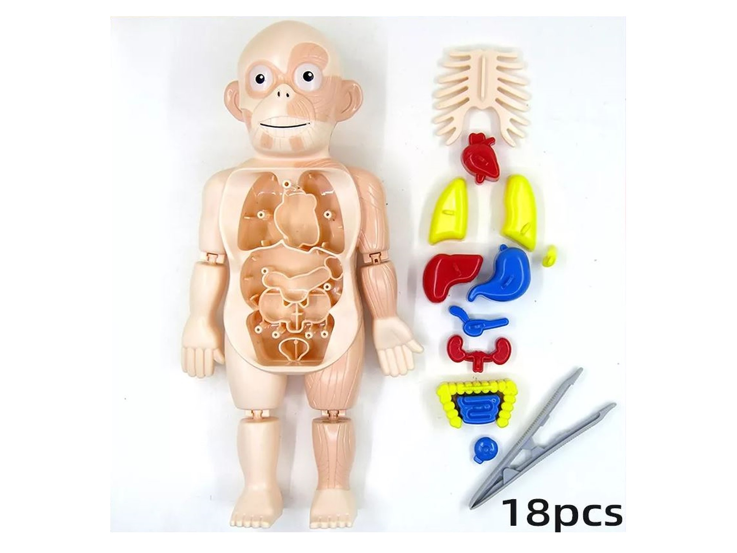 Juguete Rompecabezas Anatomía del Cuerpo Humano 55706 3