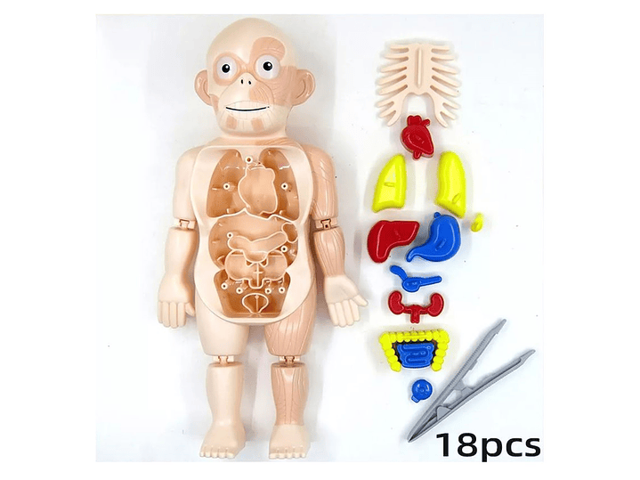 Juguete Rompecabezas Anatomía del Cuerpo Humano 55706 3