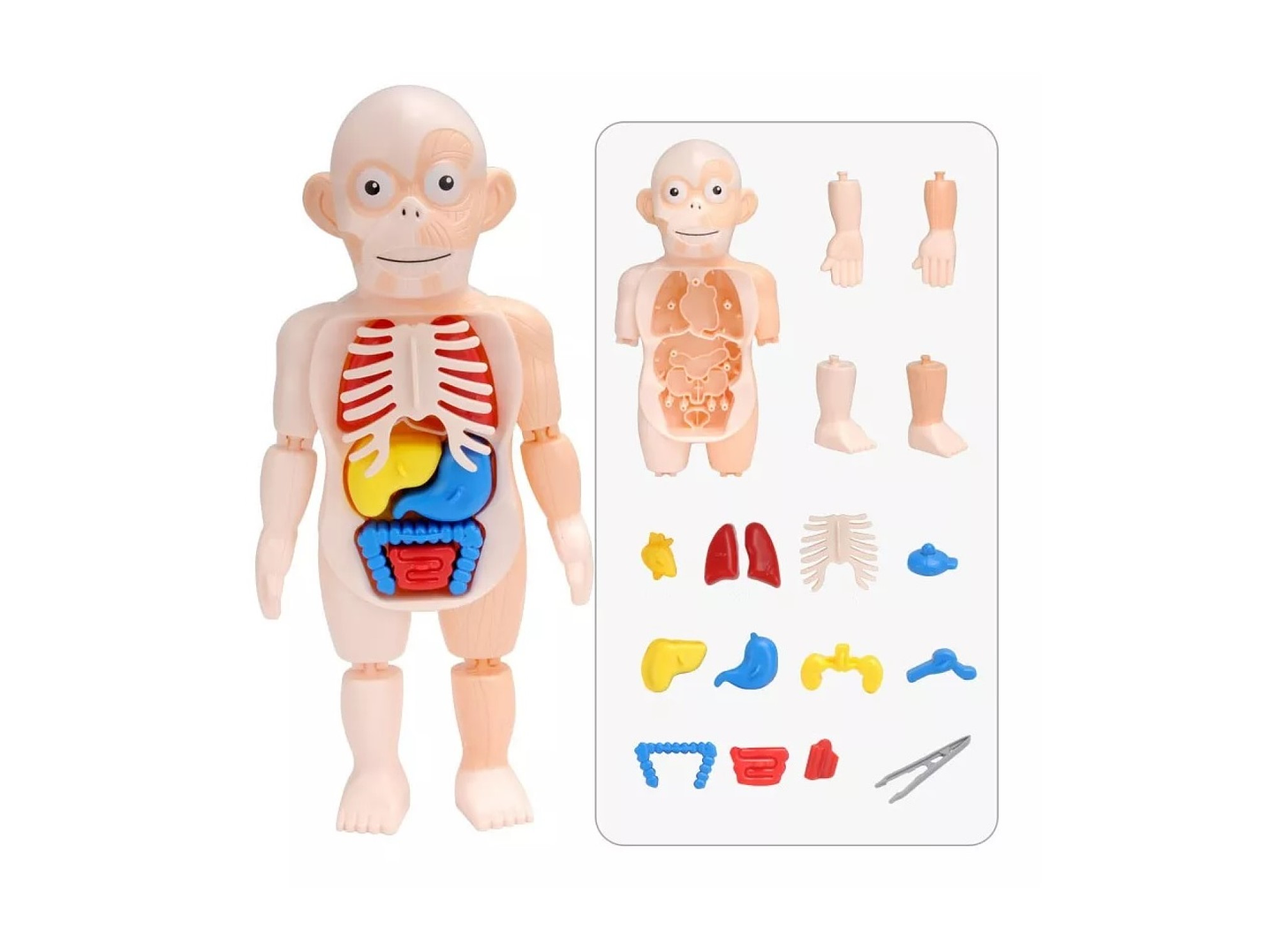 Juguete Rompecabezas Anatomía del Cuerpo Humano 55706 4