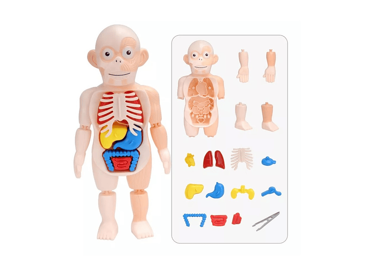 Juguete Rompecabezas Anatomía del Cuerpo Humano 55706 4