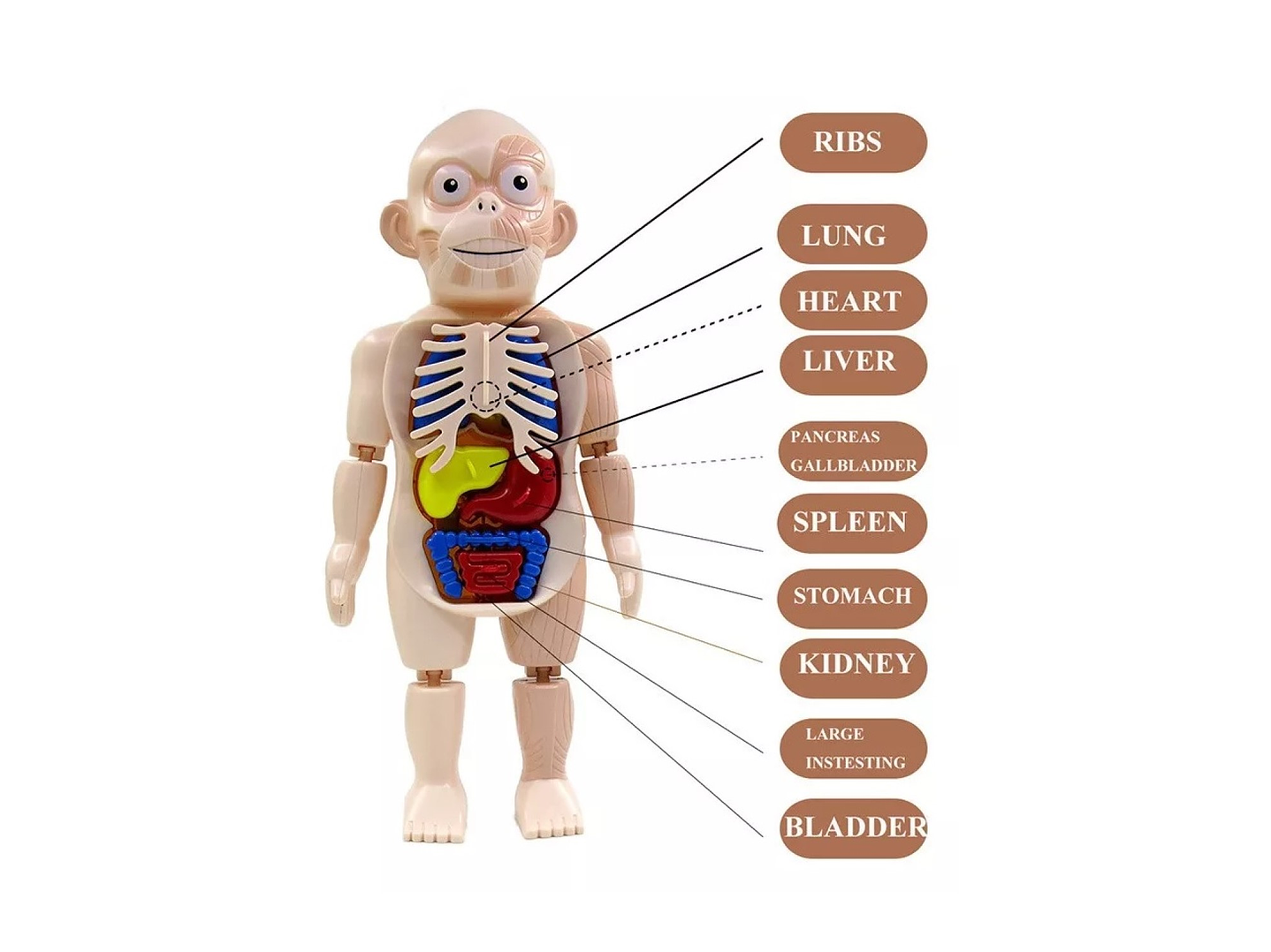 Juguete Rompecabezas Anatomía del Cuerpo Humano 55706 5