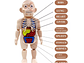 Juguete Rompecabezas Anatomía del Cuerpo Humano 55706 - Miniatura 5