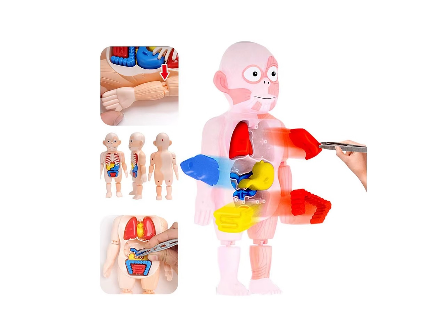 Juguete Rompecabezas Anatomía del Cuerpo Humano 55706 6