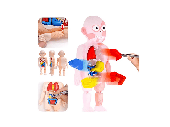 Juguete Rompecabezas Anatomía del Cuerpo Humano 55706 6
