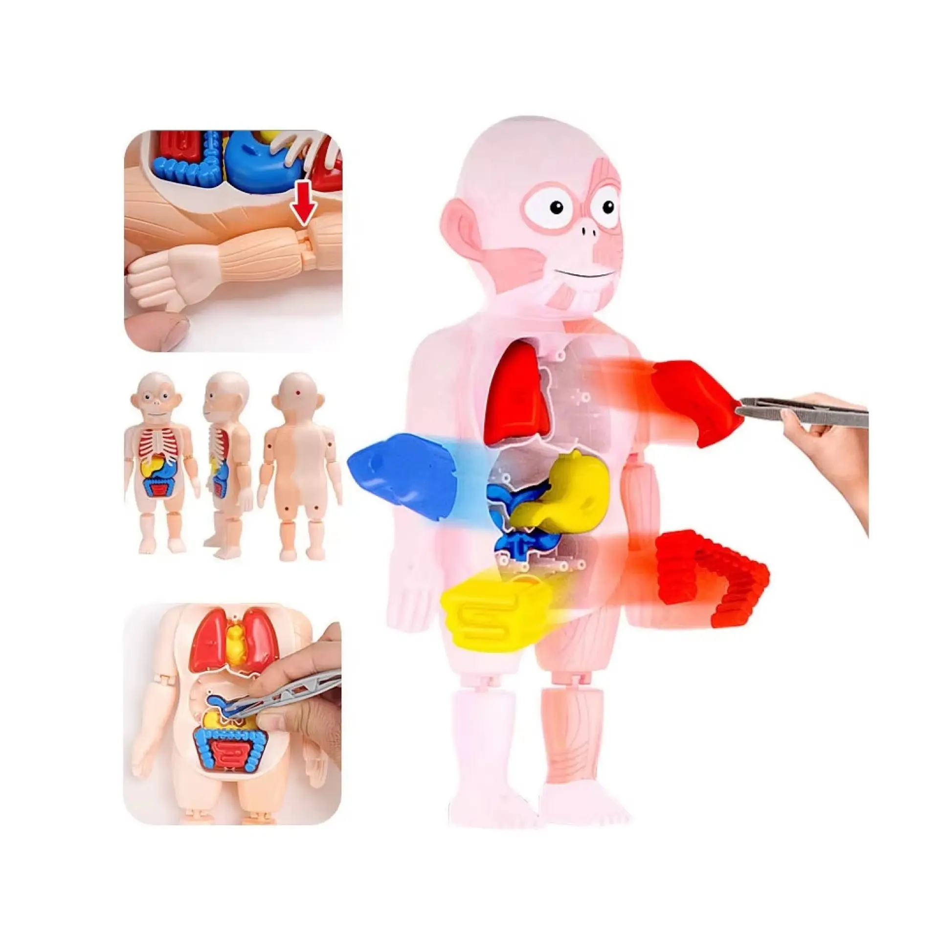 Juguete Rompecabezas Anatomía del Cuerpo Humano 55706 6