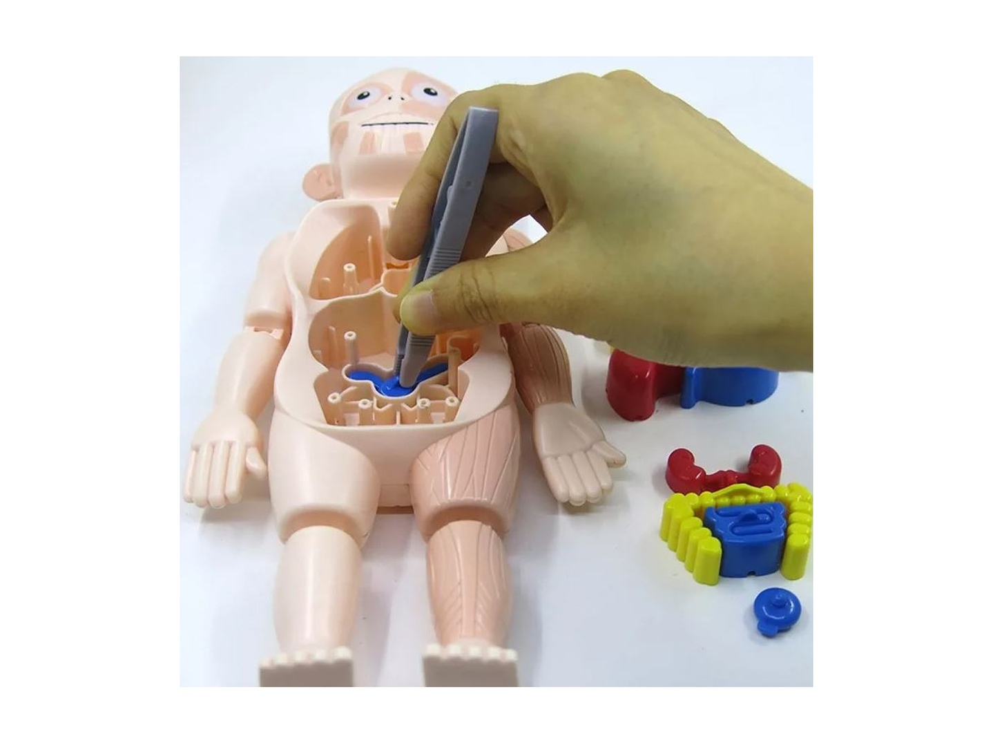 Juguete Rompecabezas Anatomía del Cuerpo Humano 55706 7