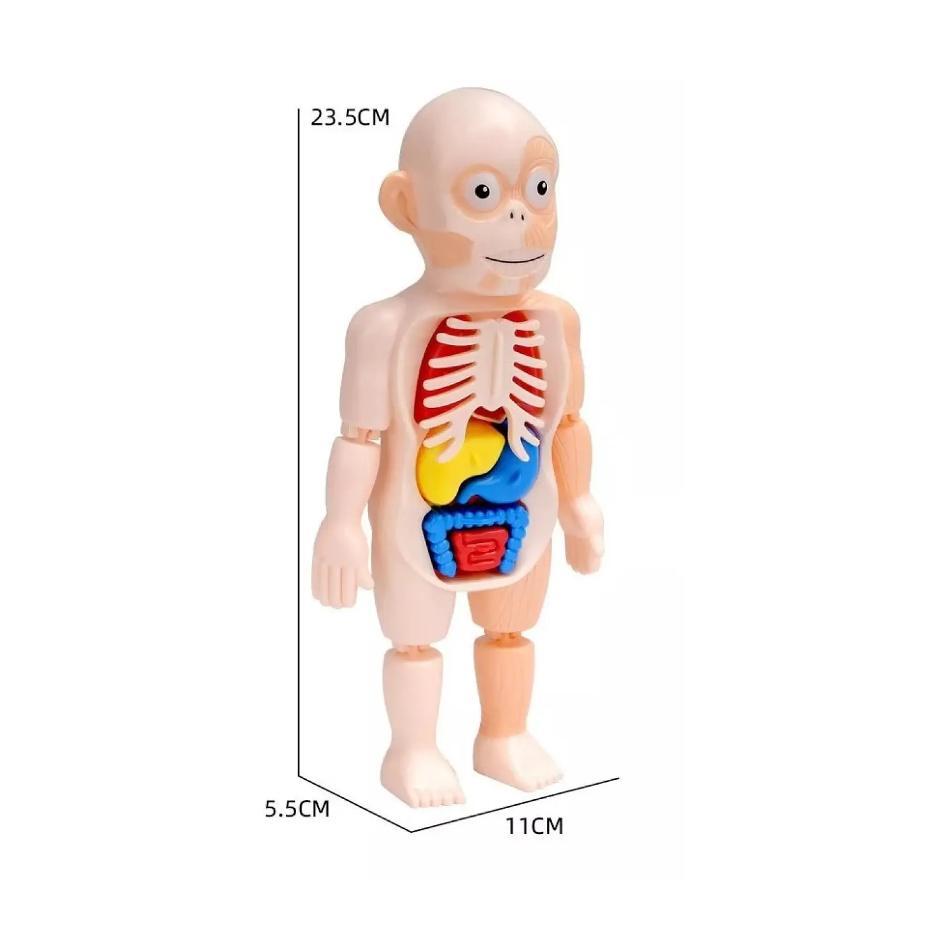 Juguete Rompecabezas Anatomía del Cuerpo Humano 55706 8