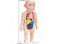 Juguete Rompecabezas Anatomía del Cuerpo Humano 55706 - Miniatura 8