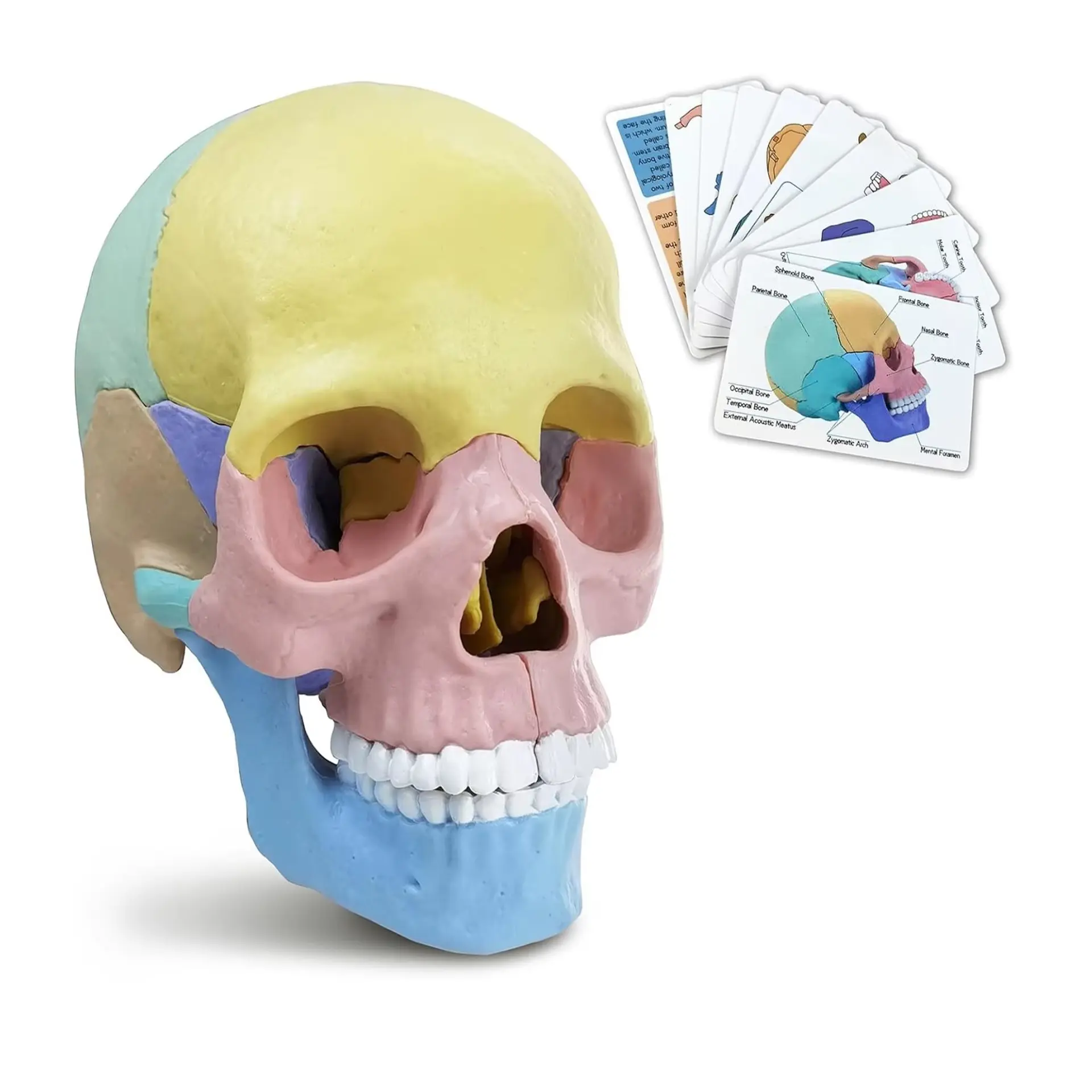 Rompecabezas 3D Modelo Anatómico del Cráneo Humano 55633 1