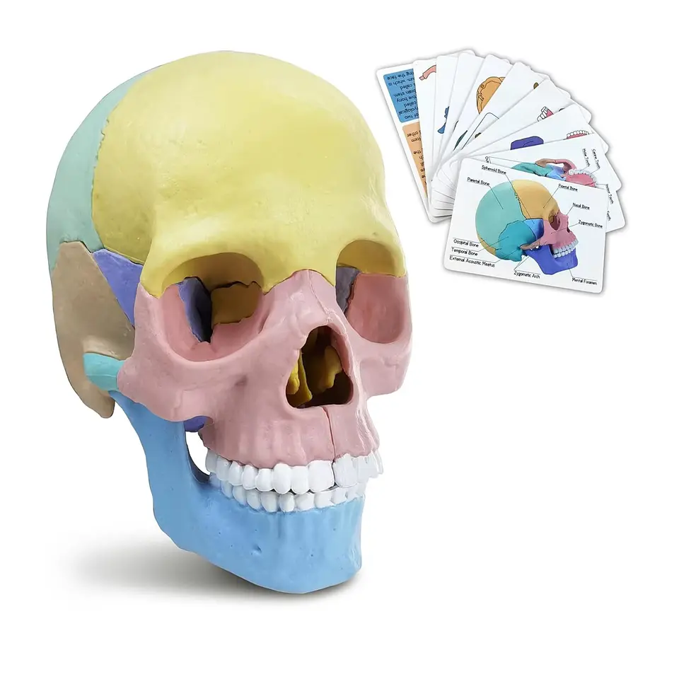 Rompecabezas 3D Modelo Anatómico del Cráneo Humano 55633 1
