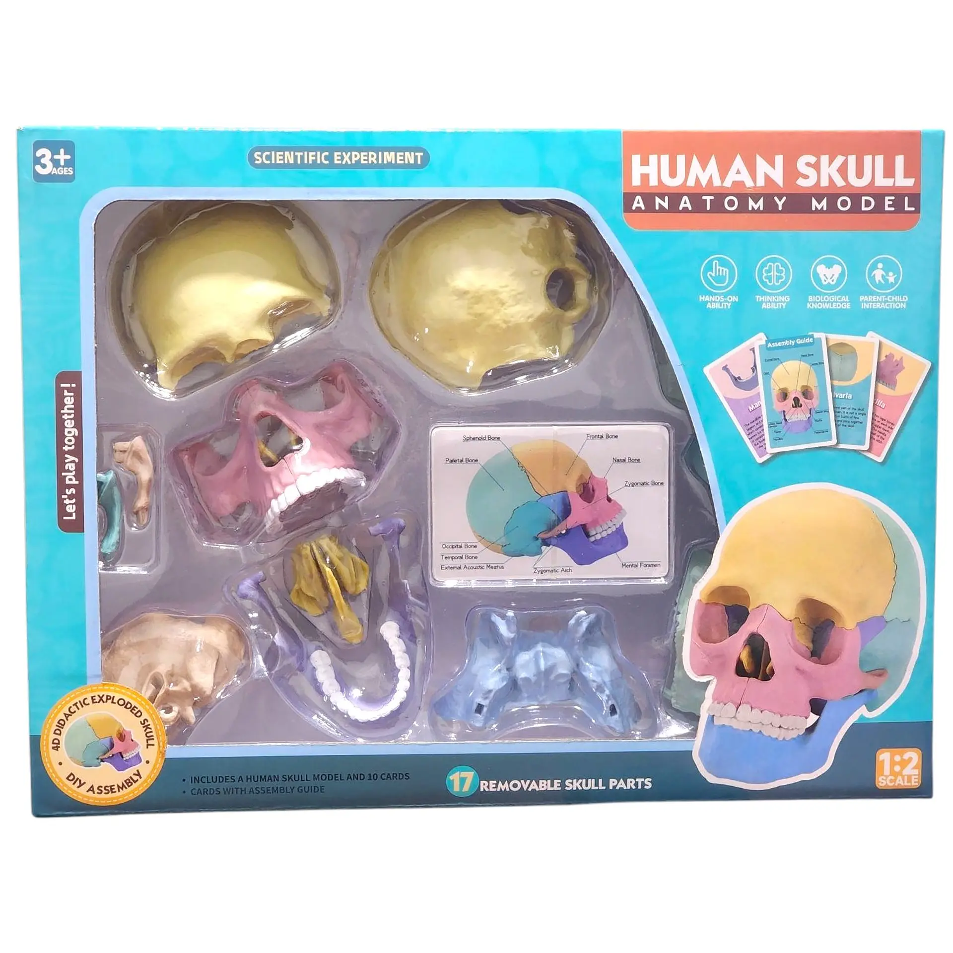 Rompecabezas 3D Modelo Anatómico del Cráneo Humano 55633 2