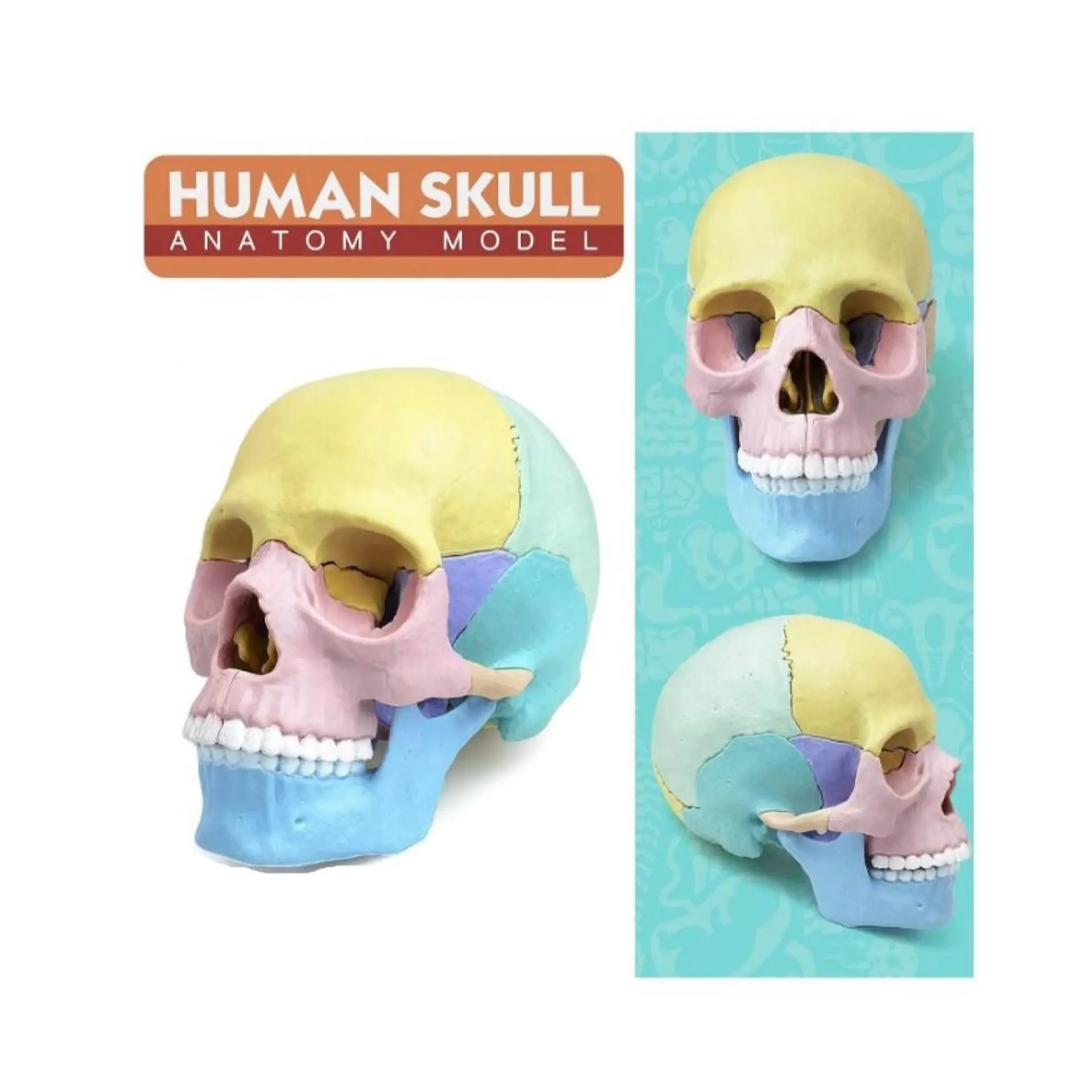 Rompecabezas 3D Modelo Anatómico del Cráneo Humano 55633 3