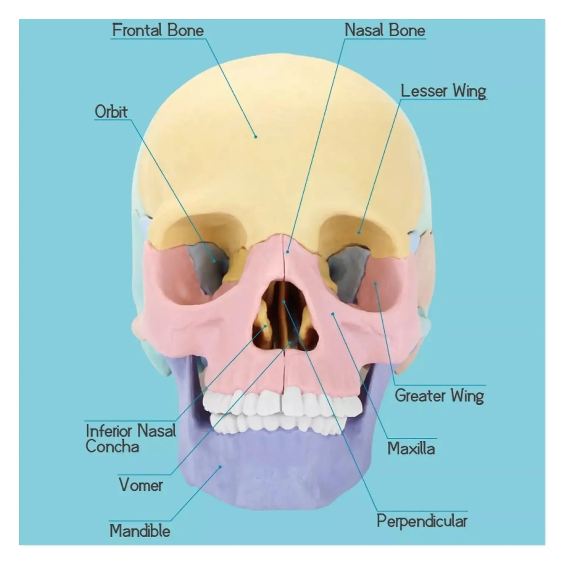 Rompecabezas 3D Modelo Anatómico del Cráneo Humano 55633 6