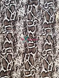 Lycra Dupont Animal Print - Miniatura 9