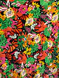Lycra Fria Flores  - Miniatura 4