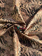 Pandora Animal Print  - Miniatura 7