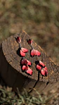 Aro Pétalos Rojos - Miniatura 1